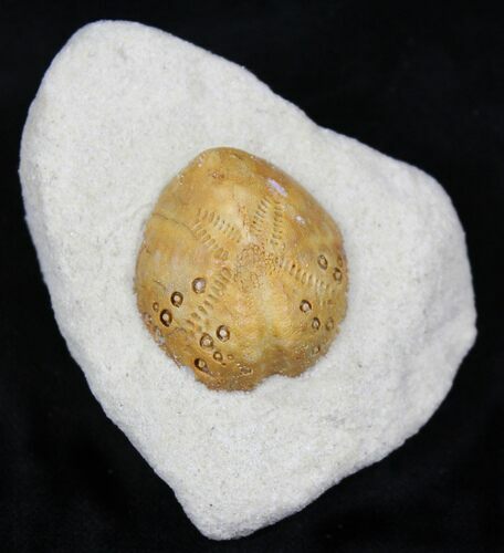 Lovenia Sea Urchin Fossil - Beaumaris, Australia #22168